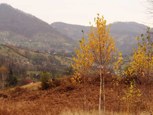 Foto Dimineata in groape (c) Petru Goja